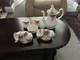 Vintage Royal Albert Old Country Roses Coffee Set 16 Piece Perfect Condition